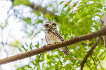 Obraz premium Spotted owlet on a tree