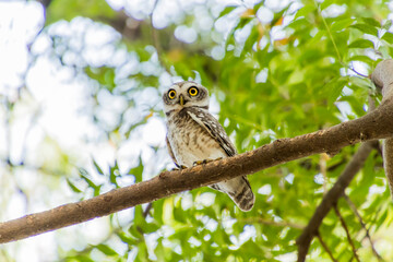 Spotted owlet on a tree