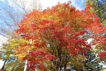 蓼科湖　紅葉と雪景色