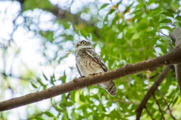 Spotted owlet on a tree