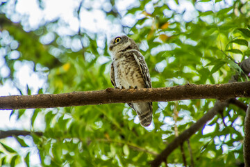 Spotted owlet on a tree