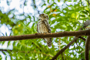 Spotted owlet on a tree 