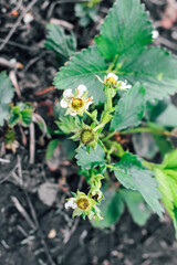 Blooming bushes of strawberries on the farm. Plant disease. Berry formation, flower pollination