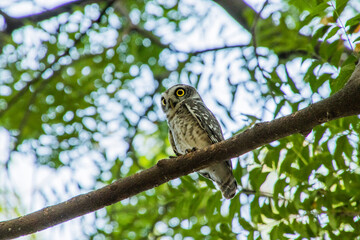 Spotted owlet on a tree 
