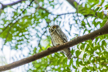 Spotted owlet on a tree 
