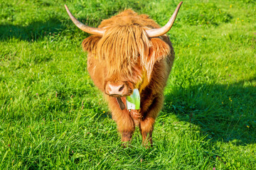 Galloway - Rind - Kuh - Vieh