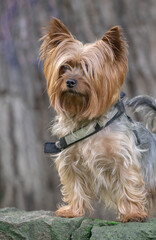 Yorkshire dog terrier lovely animal