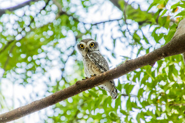 Spotted owlet on a tree 