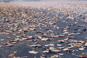 fallen leaves lying asphalt autumn copy space no people