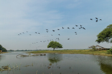 Thol Lake, Ahmedabad