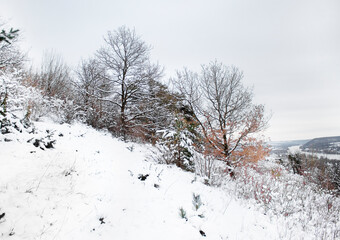 Arbres enneigés dans les montagnes