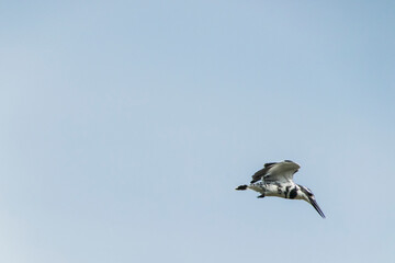 Pied Kingfisher in flight