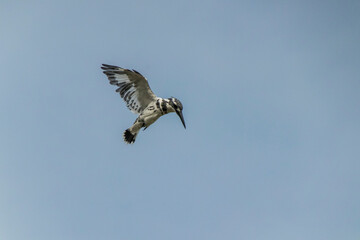 Pied Kingfisher in flight