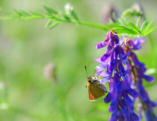 single Skipper butterfly in field of purple flowers