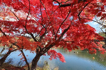 蓼科湖　紅葉と雪景色