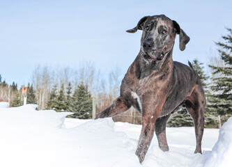 Great Dane having fun in the cold winter snow