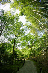 圓光寺の初夏の風景