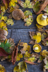 Autumn background of foliage and mushrooms with copy space