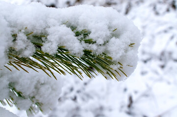 Close up of branch of pine tree in snow. Winter snow background
