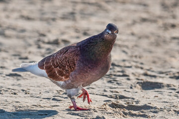 Strassentaube Porträt