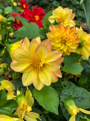 illustration de plusieurs fleurs  ici des dahlias de couleur jaune orangé  et rouge bordeaux avec leur  feuillage vert