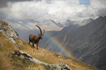 Alpine ibex staying with a rainbow in an autumn mountain meadow landscape - obrazy, fototapety, plakaty