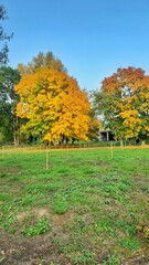 Naklejka premium autumn in the park