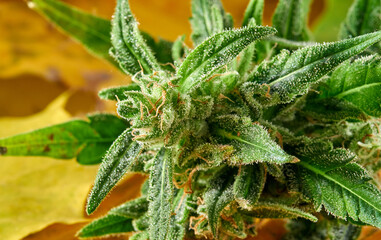 Cannabis.Marijuana flower on the background of autumn yellow leaves.