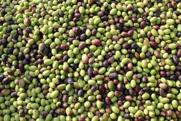 Harvested olives on the press hopper of olive oil mill located in the outskirts of Athens in Attica, Greece.
