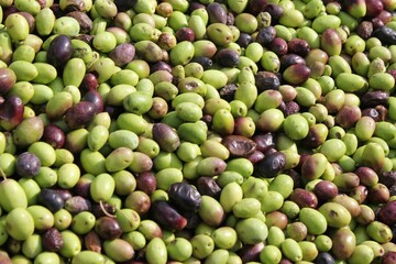 Harvested olives on the press hopper of olive oil mill located in the outskirts of Athens in Attica, Greece.