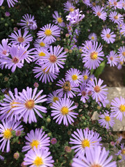 Beautiful flowers. Nature, beauty, botany, flora. Botanic photography. Bloom, spring
