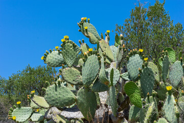 Blühender Feigenkaktus