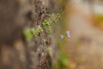 Nature is stronger than concrete
