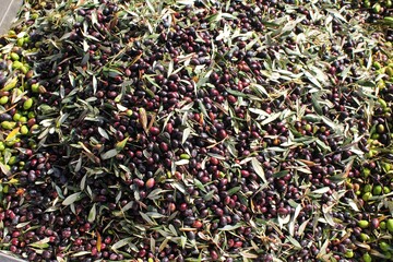Harvested olives on the press hopper of olive oil mill located in the outskirts of Athens in...
