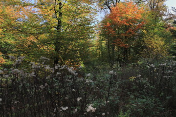 schöne Herbstlandschaft
