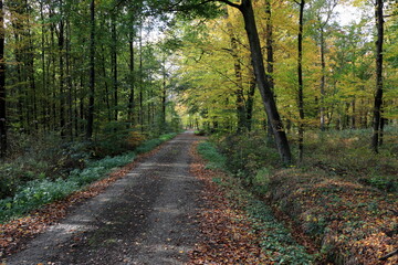 Fototapeta na wymiar schöne Herbstlandschaft