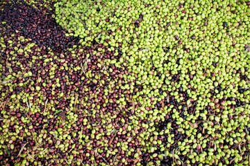 Harvested olives on the press hopper of olive oil mill located in the outskirts of Athens in...