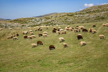 Fantastic mountains of Montenegro. Picturesque mountain landscape of Durmitor National Park, Montenegro, Europe, Balkans, Dinaric Alps, UNESCO World Heritage Site. Flock of sheep in the meadow
