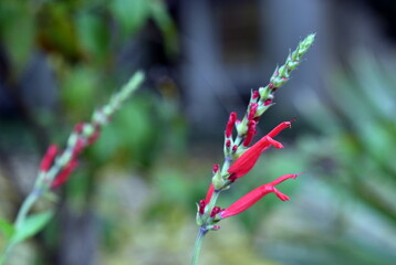 Aufgehende Blüten eines Ananas-Salbeis