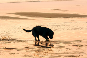 Dog playing on beach at sunset