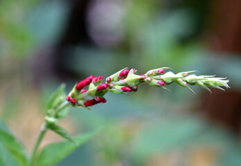 Aufgehende Blüten eines Ananas-Salbeis