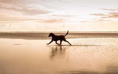 dog on the beach