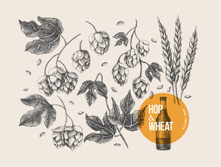 Hand-drawn set of twigs, cones, hop leaves and spica on a light isolated background. Botanical vector illustration. Label design element, packaging for the production of craft beer in retro style.
