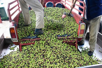 Harvested olives unloaded from truck to the press hopper at olive oil mill located in the outskirts of Athens in Attica, Greece.