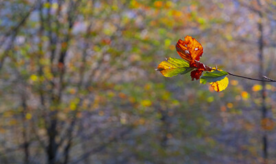 Leaves with autumn colors in the forest of Artikutza, Euskadi