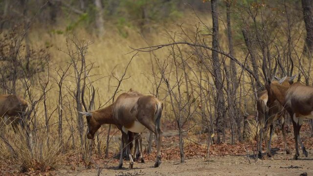 herd of Blesbok or Blesbuck (Damaliscus pygargus phillipsi) Zimbabwe
