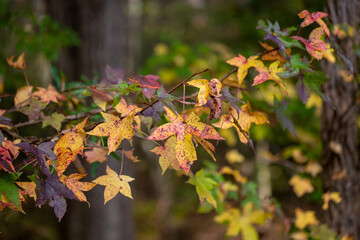 sweet gum leaves in autumn calvert county southern maryland usa
