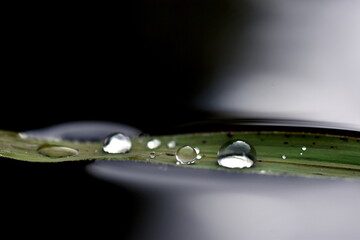 Regentropfen auf einem Grashalm im Wasser