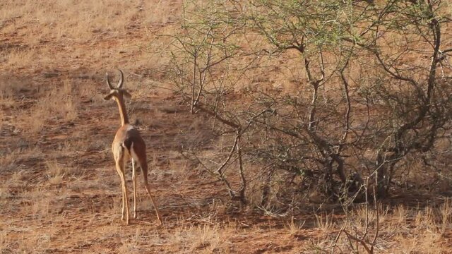 Male Gerenuk feeding (Gazella walleri) in Samboro Reserve