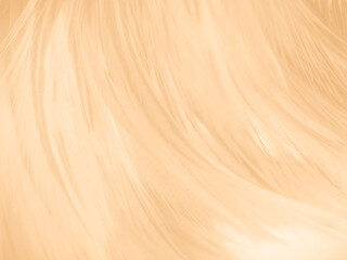 Beautiful abstract orange and white feathers on white background, soft brown feather texture on white pattern background, yellow feather background, love theme, valentines day